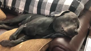 Charcoal Labrador Has an intense dream