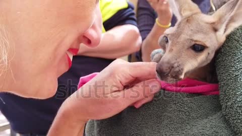 Tourist woman kissing kangaroo joey in Australia