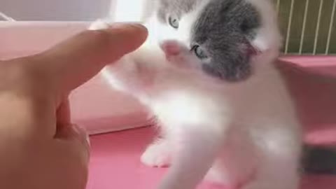 kitten playing with its owner's finger !!