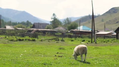 Herd of sheep in the mountains - The Tatra Mountains, Slovakia