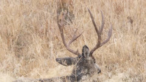 Slow Motion Of Mule Deer Bucks Bedded Down During Winter Storm