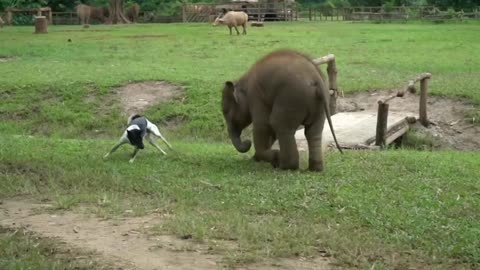 Baby Elephant Try To Make Friend With Dog