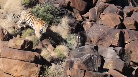 Tiger vs monkey