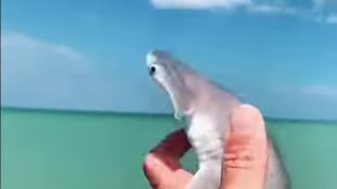 Cute baby shark #shorts tiktok sharkabcabc