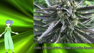 Auto Purple Affie – Real Gorilla Seeds