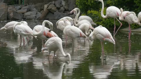 White flamingos in the pond