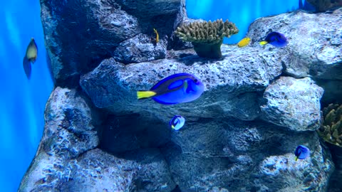 Blue Tang fish in the aquarium.