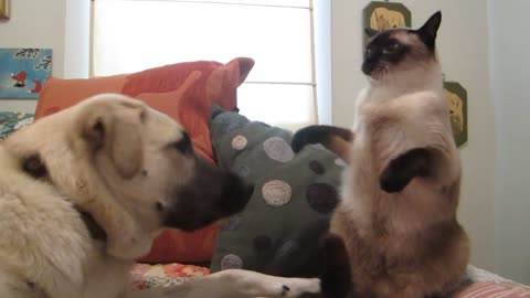 Cat boxing dog. Who wins?