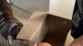 Prankster Son Fooled by the Chicken Egg Trick