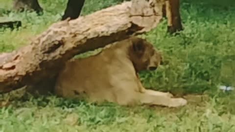 Lion In Zoo