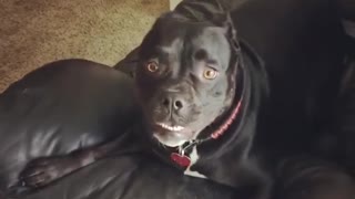 Hyperactive Dog Has Extreme Case Of The Zoomies And It's Hilarious