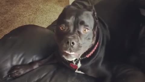 Hyperactive Dog Has Extreme Case Of The Zoomies And It's Hilarious