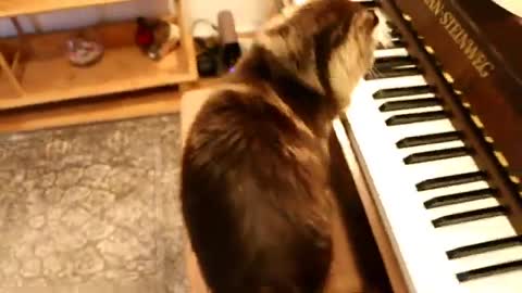 Music_loving_cat_determined_to_learn_how_to_play_piano(360p).mp4