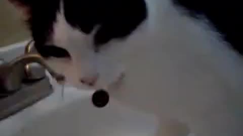 Funny Cat Drinking From Faucet While Running in Place