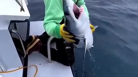 Very Big Shark Fishing Video Rumble App