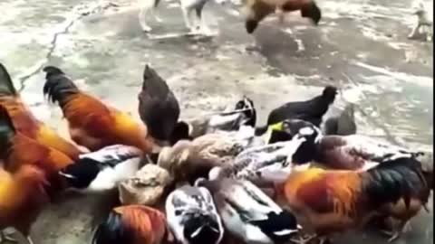 Chicken Vs Dog Fights - Funny Videos