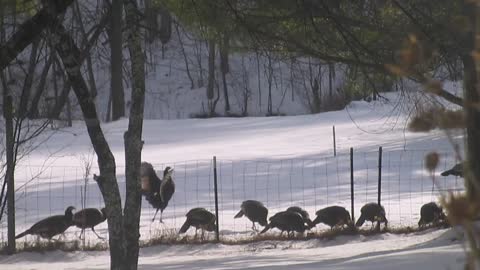 Wild turkeys graze in snowy field