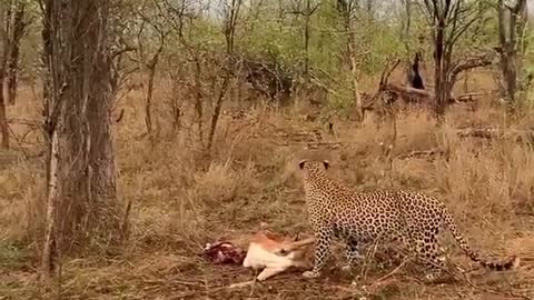 watched a leopard cub drop an impala onto its moms head