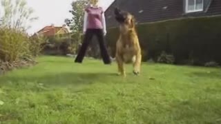 A dog who can do more then 100 tricks