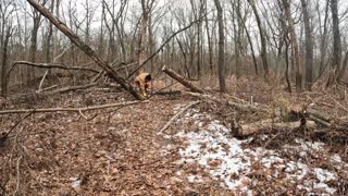 Clearing a Path in woods with Kubota Bx25 Small fallen oak trees for Firewood