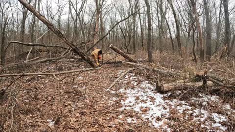 Clearing a Path in woods with Kubota Bx25 Small fallen oak trees for Firewood