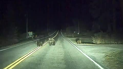 Self-Driving Car Saves Momma Bear and Cubs