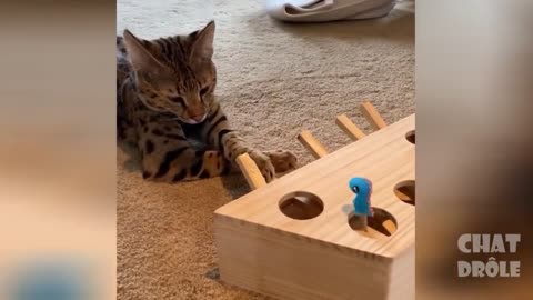 funny cats making a funny sounds and action watch and try noy to laugh
