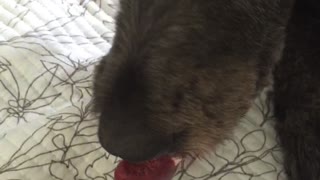 Black dog licks purple popsicle on white bed