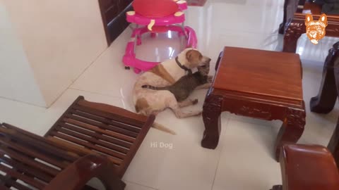 Funny and cute TikTok Dogs