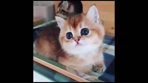 Best Funny and Cute Cat Videos Compilation