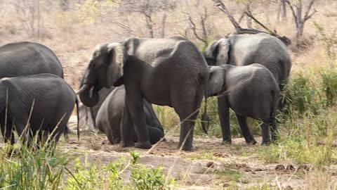 Baby Elephant at Kruger National Park