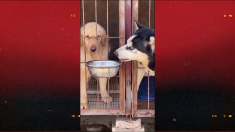 cute dogs fighting over food