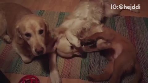 Labradors play with puppy on carpet