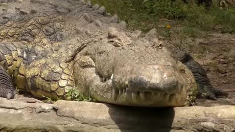 Nile Crocodile Jaws FYV_Cut.mp4