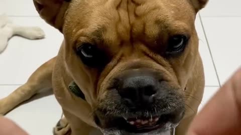 Adorable Doggy Drools Over Delicious Orange