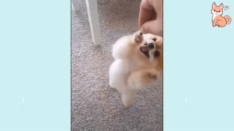 Tik Tok don't stop the funny dog videos