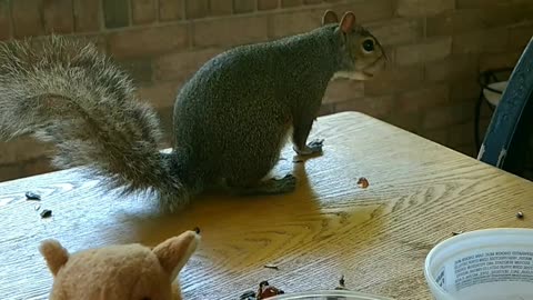Mika The Squirrel 🐿️😍❤️‼️