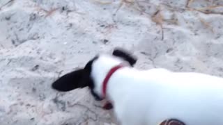 Brown dog and small white puppy play in sand