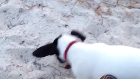 Brown dog and small white puppy play in sand