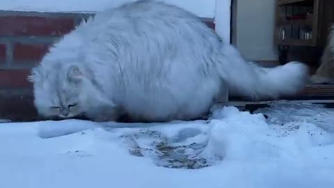 cute cat with snow