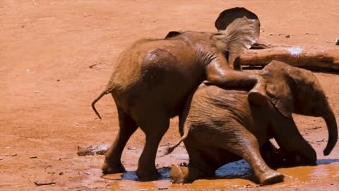 Baby Elephants Playing In The Mud