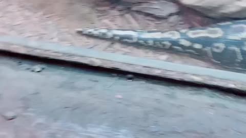 Snake Magic