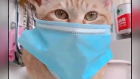 CAT WEARING PROTECTIVE MASK