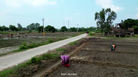 Indian Green Village Short Of Uttar Pradesh || Real Life India In UP || Daily Routine In India