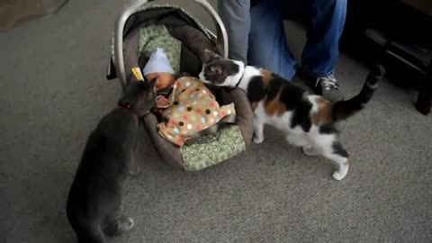 cat vs baby