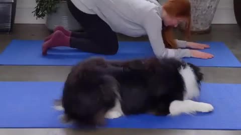 Dog does yoga with human