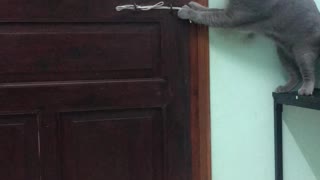 Kitty Defies Locked Door