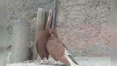 Two pigeons in love
