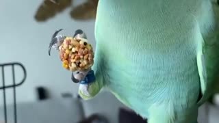This smart parrot knows what to do to get his treat