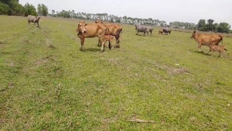 Watch this Fake Tiger Prank Cow Try To Stop Laugh Challenge 2021